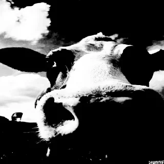 Sticker Доброе утро - 2