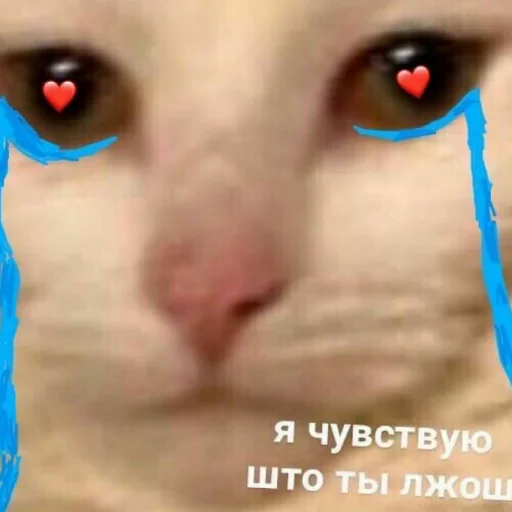 animal text small to medium-sized cats