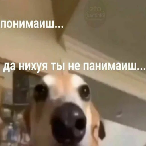 dog breed pet animal