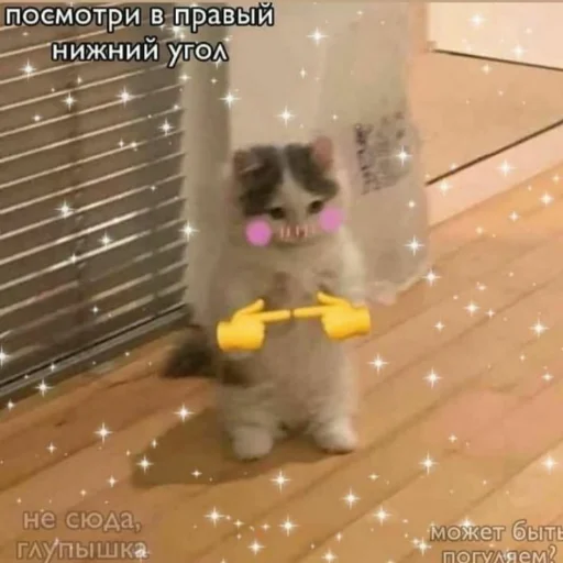 mammal cat small to medium-sized cats