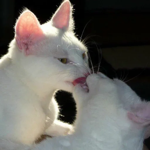 Sticker жопа :: @fStikBot - 4