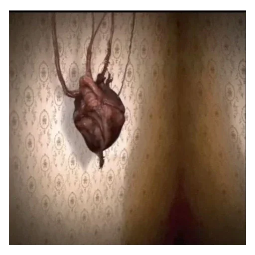 invertebrate animal indoor