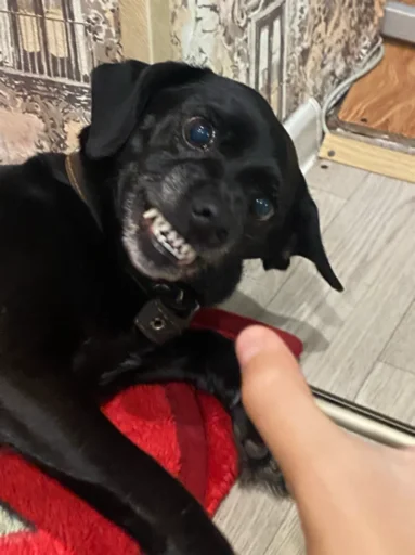 Sticker Пёсы и кысы - 11