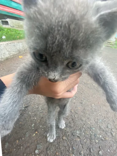 Sticker Пёсы и кысы - 10