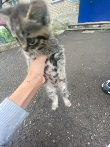 Sticker Пёсы и кысы - 9