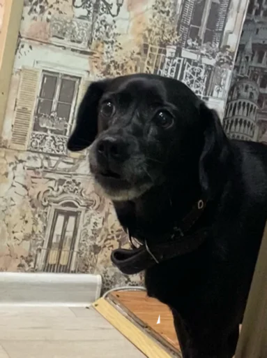 Sticker Пёсы и кысы - 8