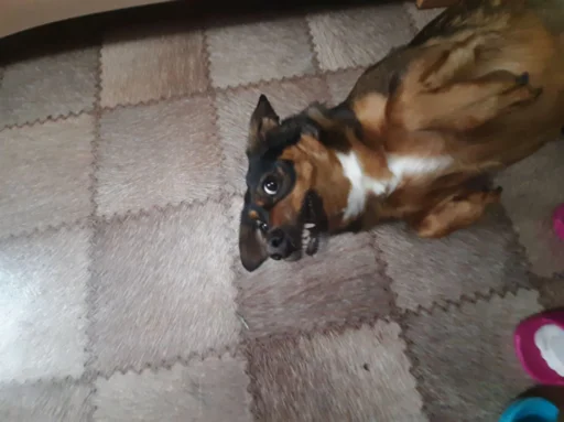 Sticker Пёсы и кысы - 7