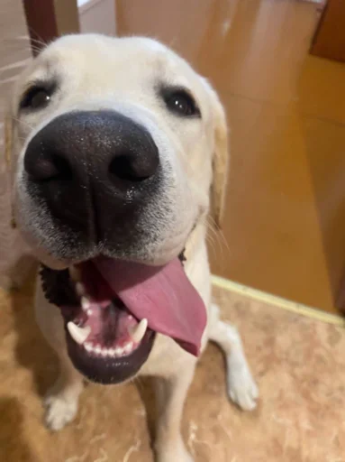 Sticker Пёсы и кысы - 5