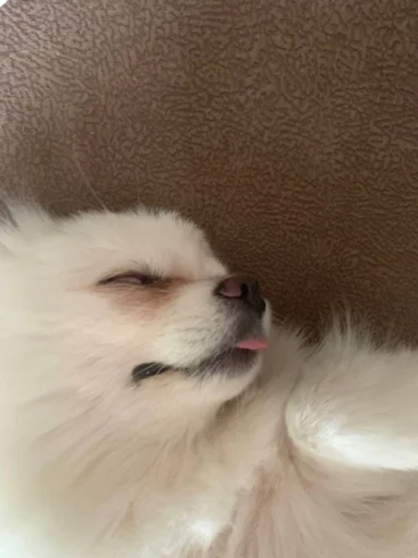 Sticker Пёсы и кысы - 4