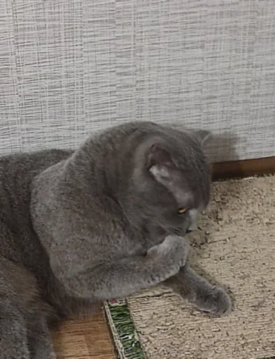 Sticker Пёсы и кысы - 3