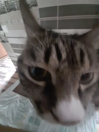 Sticker Пёсы и кысы - 2