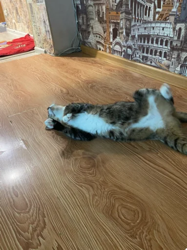 Sticker Пёсы и кысы - 1