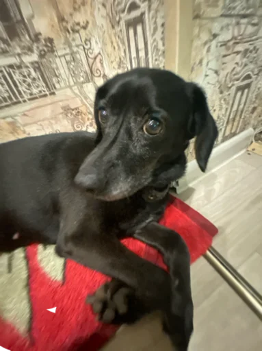 Sticker Пёсы и кысы - 0