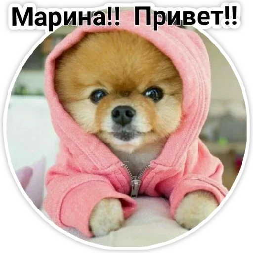 собака млекопитающее домашнее животное