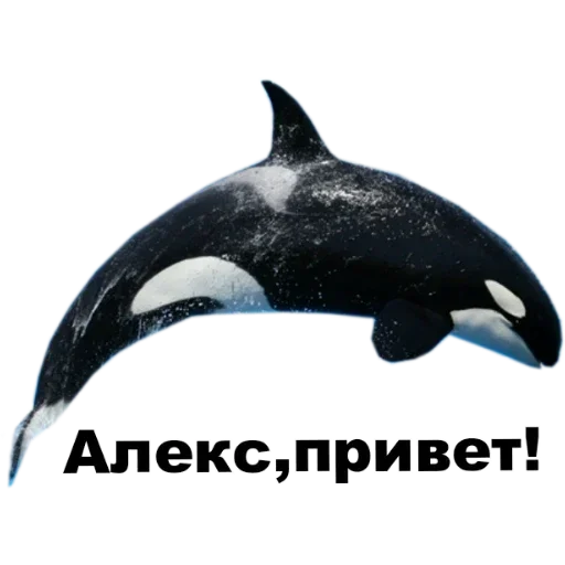 животное млекопитающее водные млекопитающие