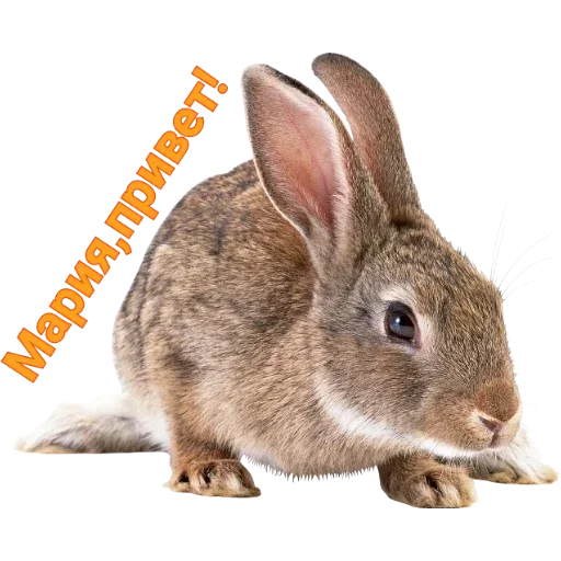 млекопитающее животное кролик