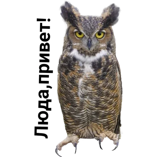 сова птица животное