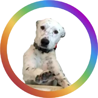 Sticker Dog Faces @stickersb2b - 4