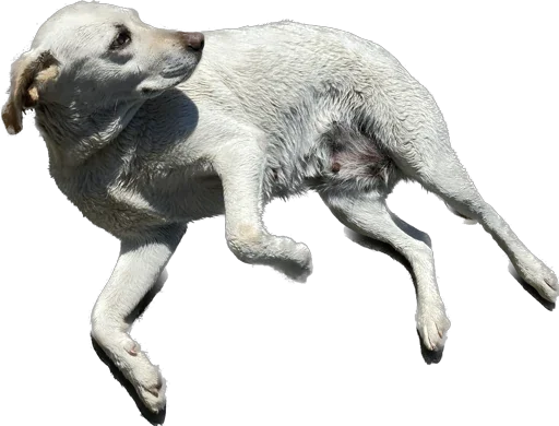 Sticker DogKobuleti - 1