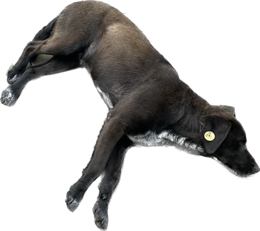 Sticker DogKobuleti - 1