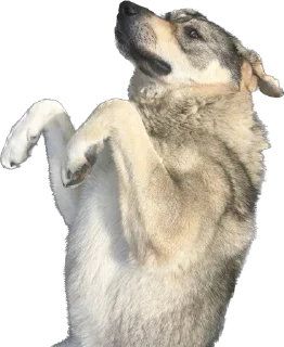 Стикер Песики Кобулети - 8