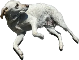 Стикер Песики Кобулети - 10