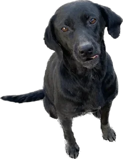 Стикер Песики Кобулети - 2