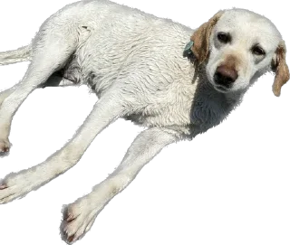 Стикер Песики Кобулети - 6