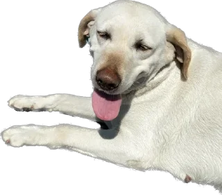 Стикер Песики Кобулети - 11