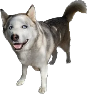 Стикер Песики Кобулети - 5