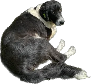 Стикер Песики Кобулети - 4