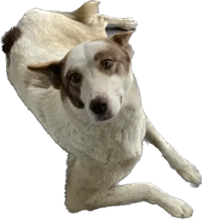 Стикер Песики Кобулети - 7