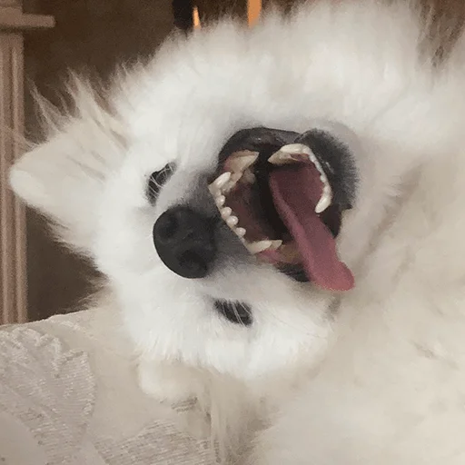 Sticker Dog_Kasper - 1