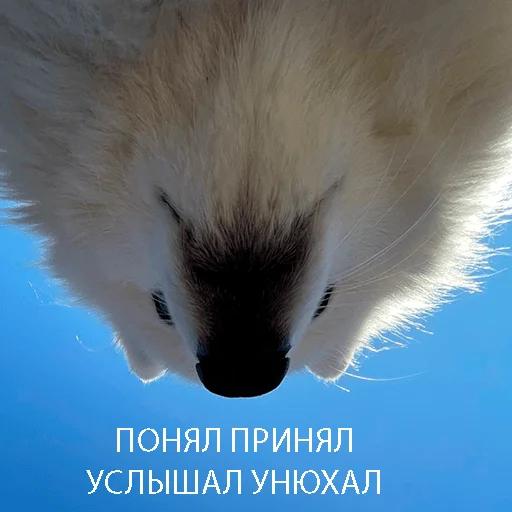 Sticker Dog_Kasper - 1