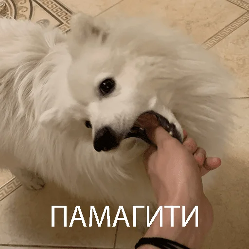 Sticker Dog_Kasper - 1