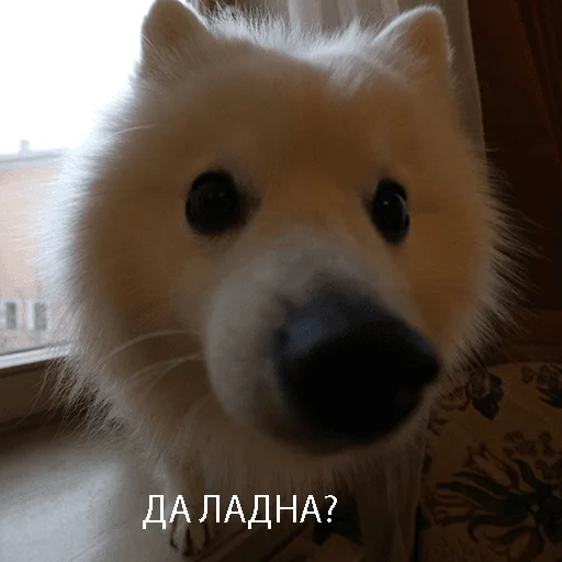 Sticker Dog_Kasper - 1