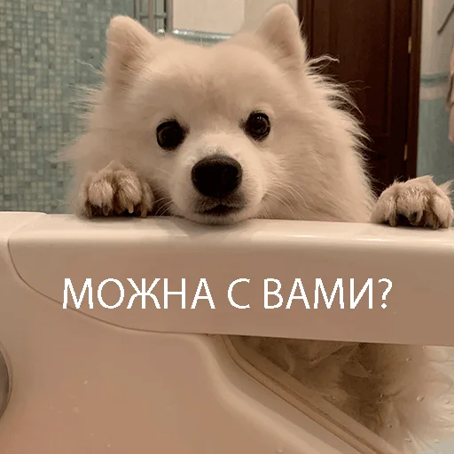 Стикер Dog_Kasper - 1