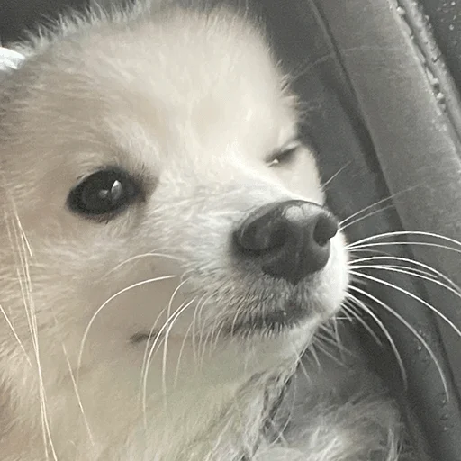 Sticker Dog_Kasper - 1