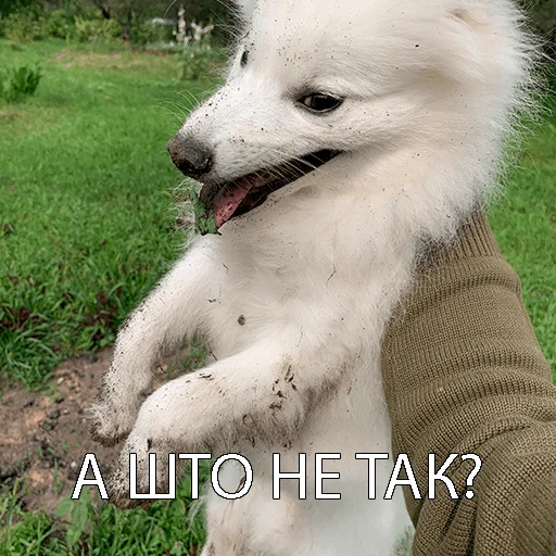 Sticker Dog_Kasper - 1