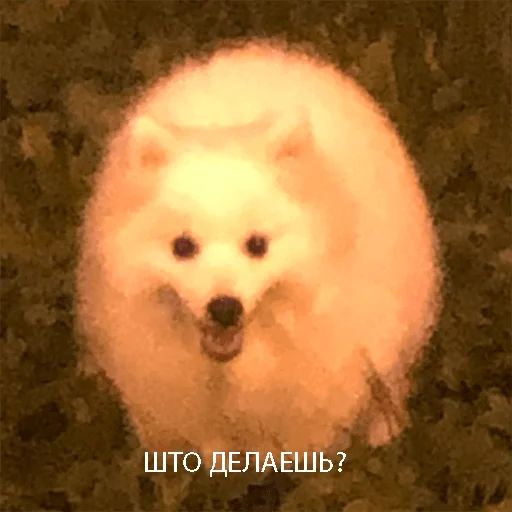 Sticker Dog_Kasper - 1