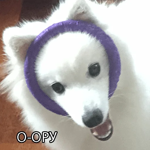 Sticker Dog_Kasper - 1