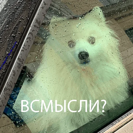 Стикер Dog_Kasper - 1