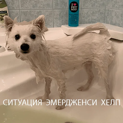 Стикер Dog_Kasper - 1