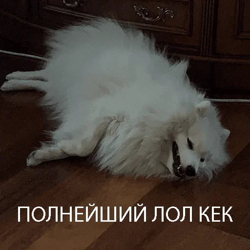 Sticker Dog_Kasper - 1