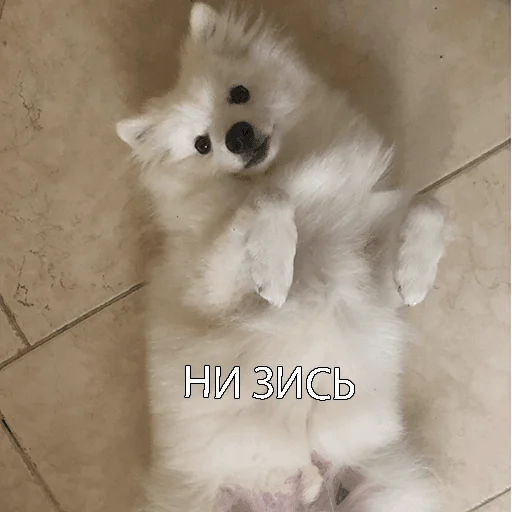 Sticker Dog_Kasper - 1