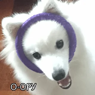 Sticker Kasper_dog - 8