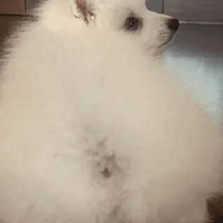 Sticker Kasper_dog - 5