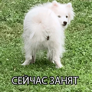 Sticker Kasper_dog - 7