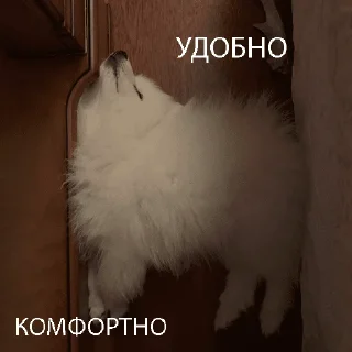 Sticker Kasper_dog - 1