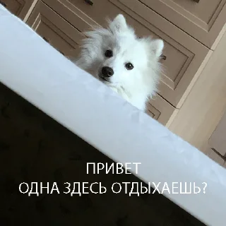 Sticker Kasper_dog - 9